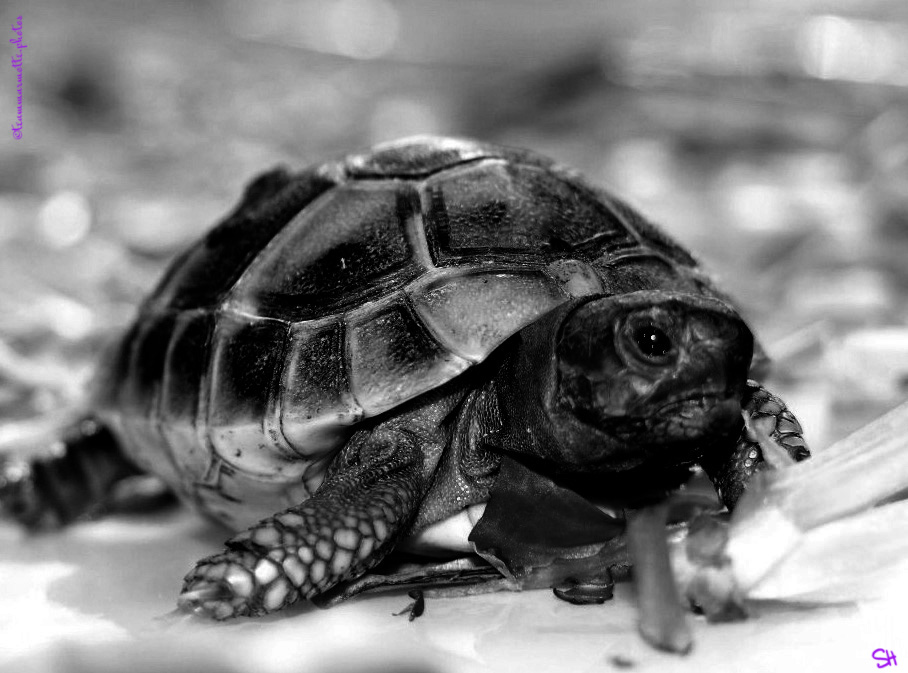 Au vol(eur) de photos